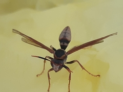 Polistes cavapytiformis