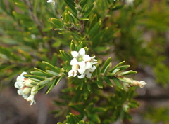 Acrothamnus montanus