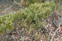 Acrothamnus montanus