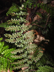 Asplenium rutaceum