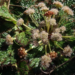 Arctopus echinatus