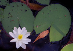 Nymphaea violacea