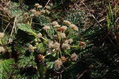 Arctopus echinatus