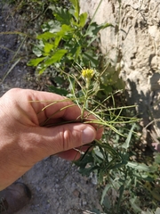 Sisymbrium irio