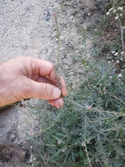 Lepidium graminifolium