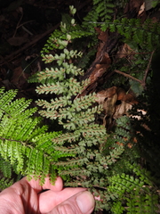 Asplenium rutaceum