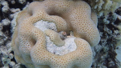 Goniastrea stelligera