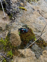 Astylus aulicus