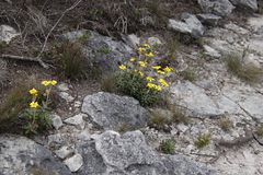 Senecio arniciflorus