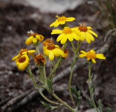 Senecio arniciflorus