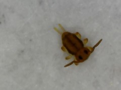 Sminthurinus elegans