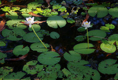 Nymphaea violacea