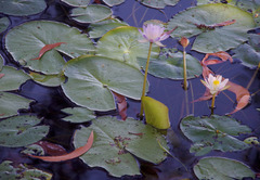 Nymphaea violacea