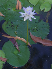 Nymphaea violacea