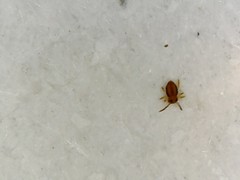 Sminthurinus elegans