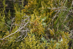 Thesium commutatum