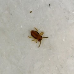 Sminthurinus elegans