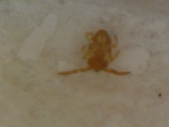 Sminthurinus elegans