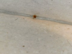 Sminthurinus elegans