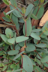 Eucalyptus coccifera