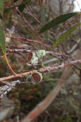 Eucalyptus coccifera