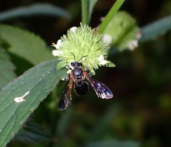 Nomia fuscipennis