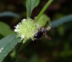 Nomia fuscipennis