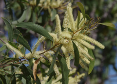 Acacia oncinocarpa