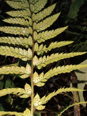 Polystichum luctuosum