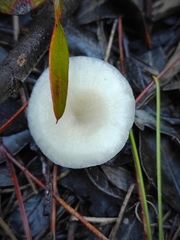 Clitocybe