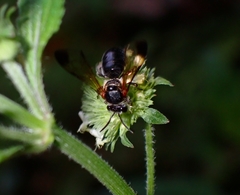 Nomia fuscipennis