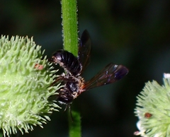 Nomia fuscipennis