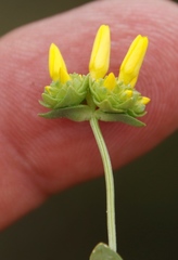 Sebaea ambigua