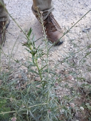 Lepidium graminifolium