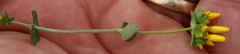 Sebaea ambigua