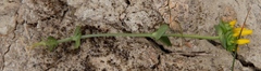 Sebaea ambigua
