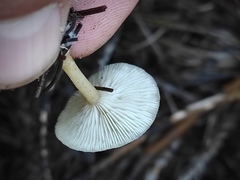 Clitocybe