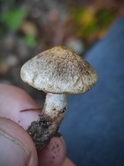 Inocybe