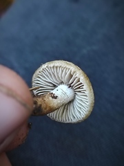 Inocybe