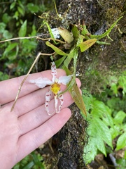 Oncidium cirrhosum