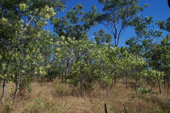 Acacia oncinocarpa