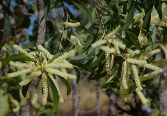 Acacia oncinocarpa