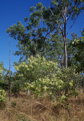 Acacia oncinocarpa