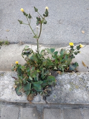 Sonchus oleraceus