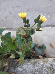 Sonchus oleraceus