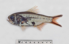 Optivus agastos