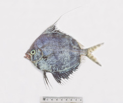 Metavelifer multiradiatus