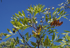 Grevillea heliosperma