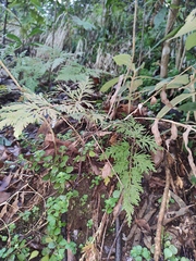 Selaginella moellendorffii