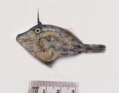 Cantherhines pardalis